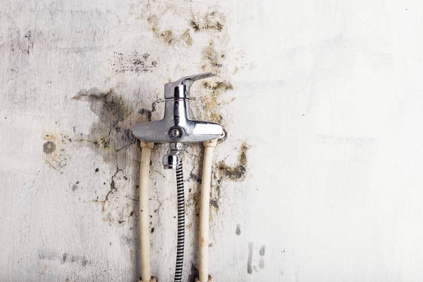 Best Home Mold Removal  in Tyro, NC