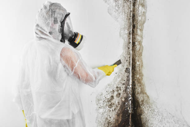 Best Fast Mold Removal  in Tyro, NC