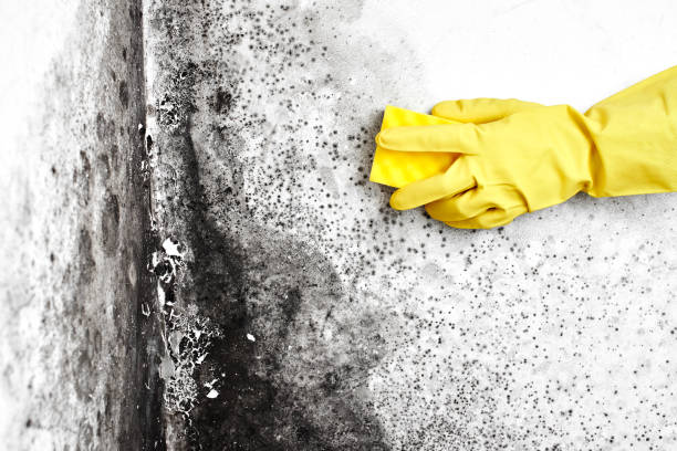 Best Mold Cleaning Services  in Tyro, NC