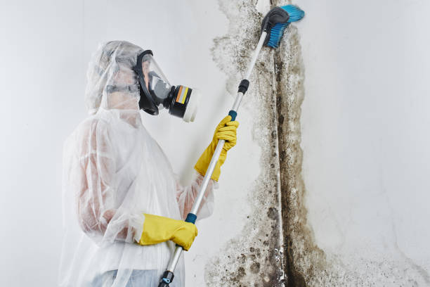 Best Fast Mold Removal  in Tyro, NC