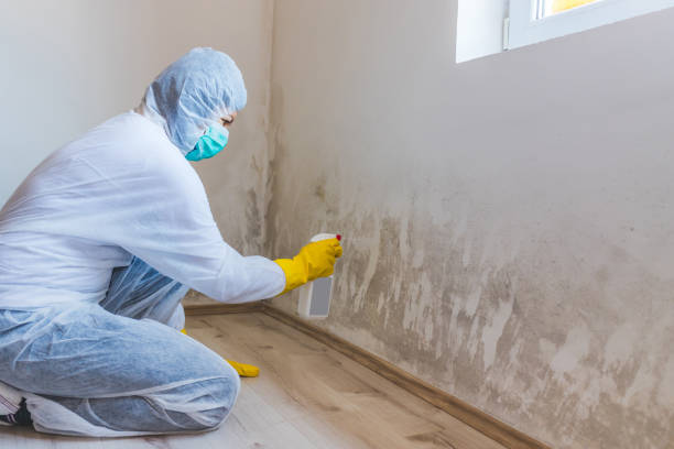 Office Mold Removal Services in Tyro, NC