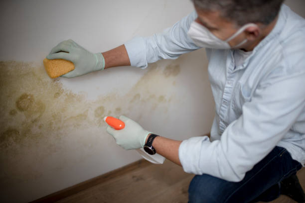 Best Certified Mold Removal  in Tyro, NC