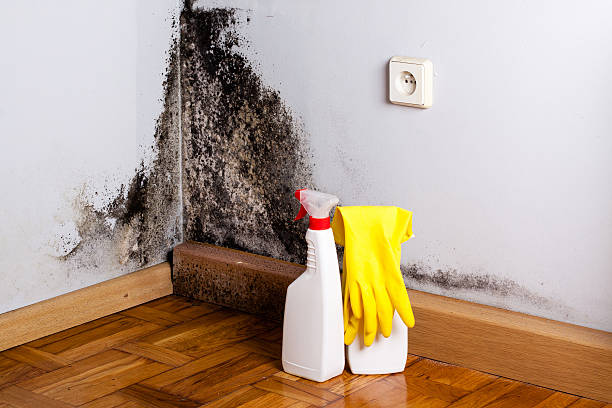 Best Mold Testing  in Tyro, NC