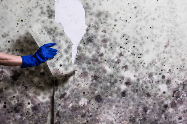 Best Best Mold Removal Companies  in Tyro, NC